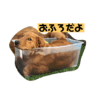 ゴールデンレトリバーの 日常会話（個別スタンプ：16）