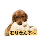 ゴールデンレトリバーの 日常会話（個別スタンプ：17）