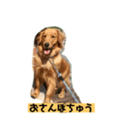 ゴールデンレトリバーの 日常会話（個別スタンプ：18）