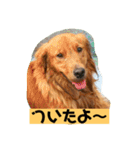 ゴールデンレトリバーの 日常会話（個別スタンプ：19）