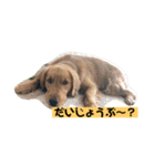 ゴールデンレトリバーの 日常会話（個別スタンプ：20）