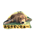 ゴールデンレトリバーの 日常会話（個別スタンプ：21）