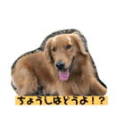 ゴールデンレトリバーの 日常会話（個別スタンプ：23）