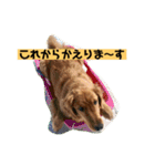 ゴールデンレトリバーの 日常会話（個別スタンプ：24）