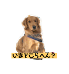 ゴールデンレトリバーの 日常会話（個別スタンプ：25）