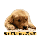 ゴールデンレトリバーの 日常会話（個別スタンプ：26）