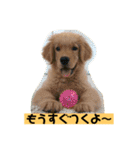ゴールデンレトリバーの 日常会話（個別スタンプ：27）