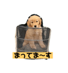 ゴールデンレトリバーの 日常会話（個別スタンプ：28）