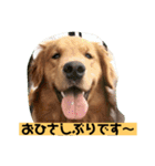 ゴールデンレトリバーの 日常会話（個別スタンプ：30）