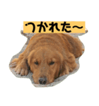 ゴールデンレトリバーの 日常会話（個別スタンプ：31）