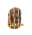 ゴールデンレトリバーの 日常会話（個別スタンプ：33）