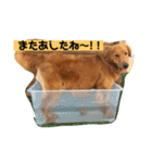 ゴールデンレトリバーの 日常会話（個別スタンプ：34）