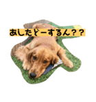 ゴールデンレトリバーの 日常会話（個別スタンプ：35）