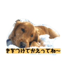 ゴールデンレトリバーの 日常会話（個別スタンプ：36）