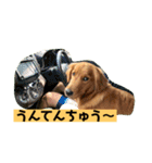 ゴールデンレトリバーの 日常会話（個別スタンプ：37）