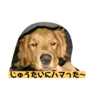 ゴールデンレトリバーの 日常会話（個別スタンプ：38）