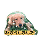 ゴールデンレトリバーの 日常会話（個別スタンプ：39）
