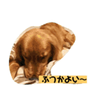 ゴールデンレトリバーの 日常会話（個別スタンプ：40）