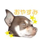げタンプ_1（個別スタンプ：1）