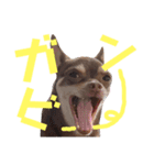 げタンプ_1（個別スタンプ：6）
