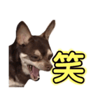 げタンプ_1（個別スタンプ：15）