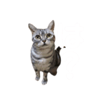 メリスタンプ(猫)（個別スタンプ：2）