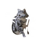 メリスタンプ(猫)（個別スタンプ：3）