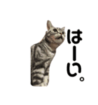 メリスタンプ(猫)（個別スタンプ：6）