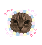 メリスタンプ(猫)（個別スタンプ：8）