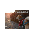 柴犬はちゃぴ（個別スタンプ：1）