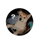 柴犬はちゃぴ（個別スタンプ：2）