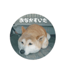 柴犬はちゃぴ（個別スタンプ：3）