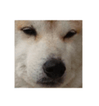 柴犬はちゃぴ（個別スタンプ：4）