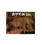 柴犬はちゃぴ（個別スタンプ：6）