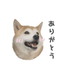 柴犬はちゃぴ（個別スタンプ：7）