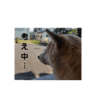 柴犬はちゃぴ（個別スタンプ：8）