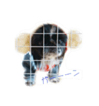 はなぺちゃ はなちゃん。（個別スタンプ：7）