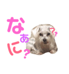 ワンコの挨拶（個別スタンプ：3）