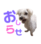 ワンコの挨拶（個別スタンプ：6）