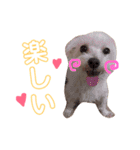 ワンコの挨拶（個別スタンプ：8）