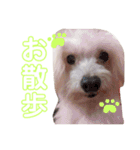 ワンコの挨拶（個別スタンプ：9）