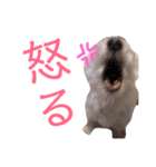 ワンコの挨拶（個別スタンプ：10）