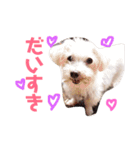 ワンコの挨拶（個別スタンプ：11）