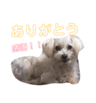 ワンコの挨拶（個別スタンプ：16）