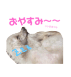 ワンコの挨拶（個別スタンプ：18）