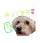 ワンコの挨拶（個別スタンプ：20）