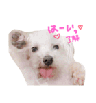ワンコの挨拶（個別スタンプ：23）