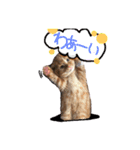 アメショー親子（個別スタンプ：1）