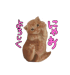 アメショー親子（個別スタンプ：2）