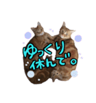 アメショー親子（個別スタンプ：3）